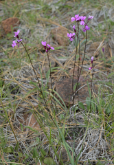 Arabis aculeolata