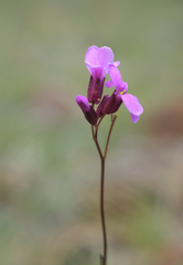 Arabis aculeolata
