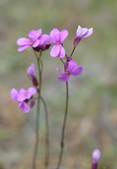 Arabis aculeolata
