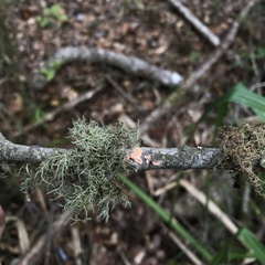 Gloeosoma decorticans