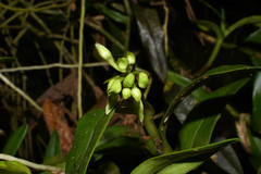 Epidendrum brevivenium