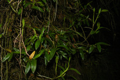 Epidendrum brevivenium