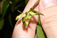 Epidendrum brevivenium