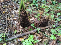 Phyllostachys edulis