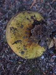 Pisolithus thermaeus