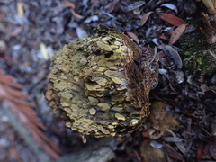 Pisolithus thermaeus