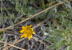 Balsamorhiza sericea