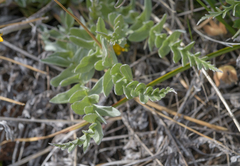 Balsamorhiza sericea
