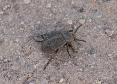 Microschatia morata