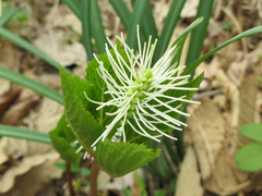 Chloranthus fortunei