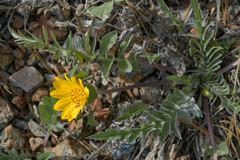 Balsamorhiza sericea