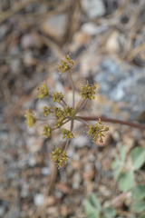 Lomatium howellii