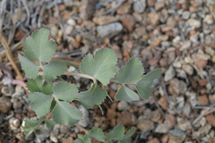 Lomatium howellii