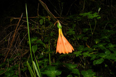 Stenomesson aurantiacum