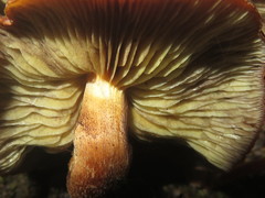 Hypholoma brunneum