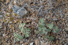 Lomatium howellii
