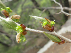 Lindera glauca