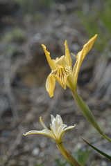 Iris bracteata