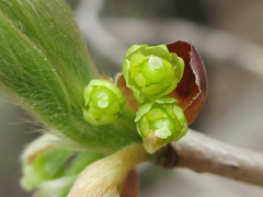 Lindera glauca