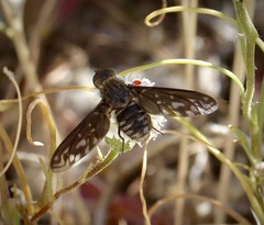 Thyridanthrax melanopterus