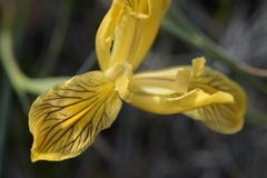 Iris bracteata