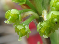 Lindera glauca