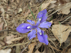 Iris rossii