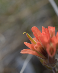 Castilleja brevilobata