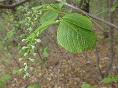 Styrax obassia