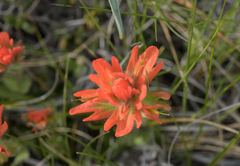 Castilleja brevilobata