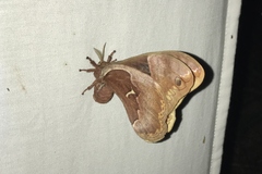 Callosamia angulifera