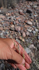 Porophyllum obscurum