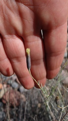 Porophyllum obscurum