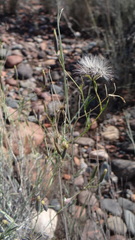 Porophyllum obscurum