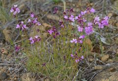 Arabis aculeolata