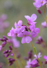 Arabis aculeolata