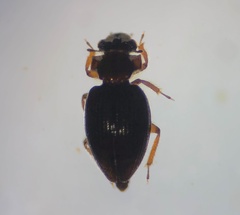 Gymnochthebius