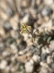 Eriogonum pusillum