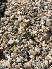 Eriogonum pusillum