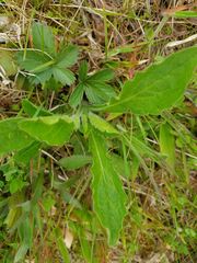 Salvia lyrata