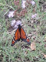 Danaus erippus