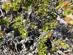 Leptospermum rupestre