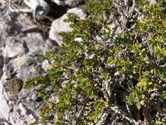 Leptospermum rupestre