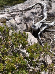 Leptospermum rupestre