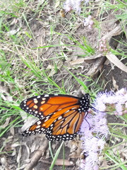 Danaus erippus