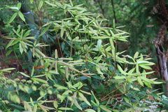 Rhododendron championiae