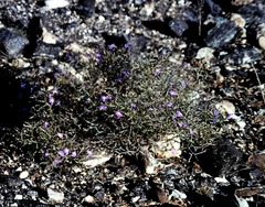 Scaevola oxyclona