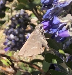 Atrytonopsis pittacus