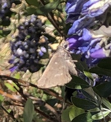Atrytonopsis pittacus