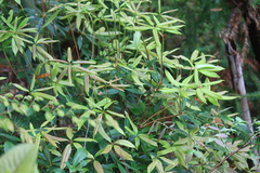 Rhododendron championiae